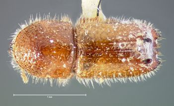 Media type: image;   Entomology 1003 Aspect: habitus dorsal view